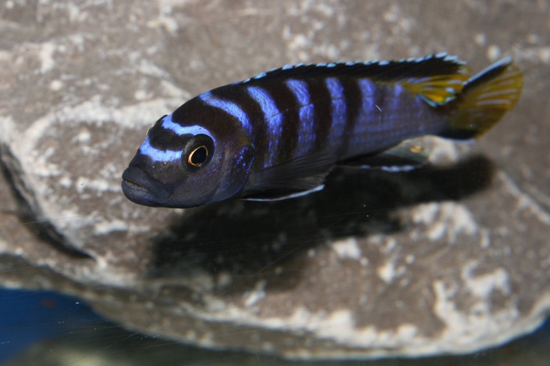 Maylandia sp. 'elongatus ngkuyo' Ngkuyo Island